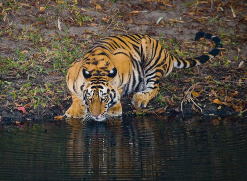 616 Tiger Drinking Water Stock Photos - Free & Royalty-Free Stock ...