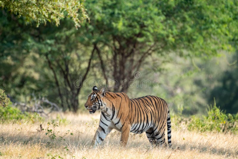 Wild bengal tiger in monsoon season safari with tail up and green background at ranthambore national park or tiger reserve
