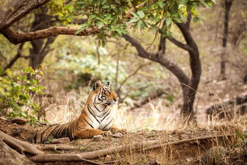 Wild Bengal Tiger Panthera Tigris Tigris Having Rest during Hot Day in Its  Natural  National Park, Rajasthan Stock Image - Image of  jungle, beauty: 155589111