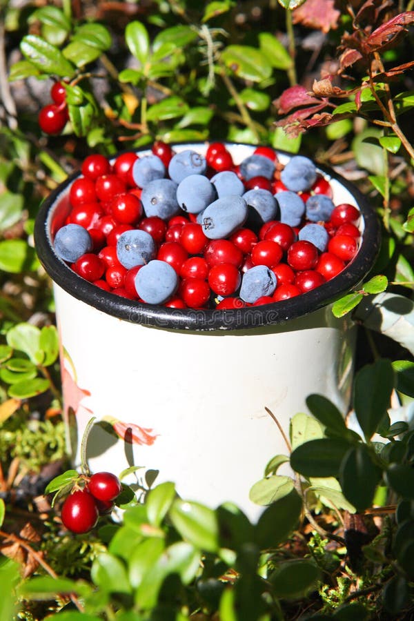 Wild Berries Autumnal Harvest Stock Image Image of organic, diet