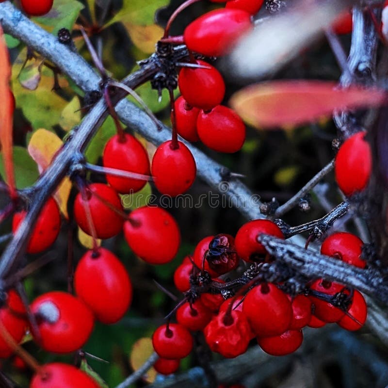 Wild Berries Everywhere on the Paths - Corning, Upstate NY, USA Stock
