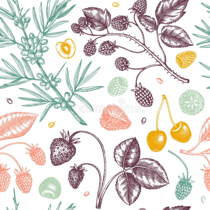 Wild berries sketches seamless pattern. Hand drawn berry vintage vector background. Summer fruit backdrop - strawberry, cranberry