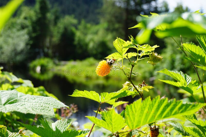 Wild berry in Alaska stock photo. Image of tasty, mellow 76709976