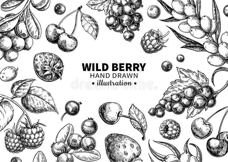 Wild berry drawing. Hand drawn vintage vector frame. Summer fruit set