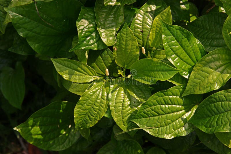 Wild Betel Leaf bush stock image. Image of natural, beauty - 100556385