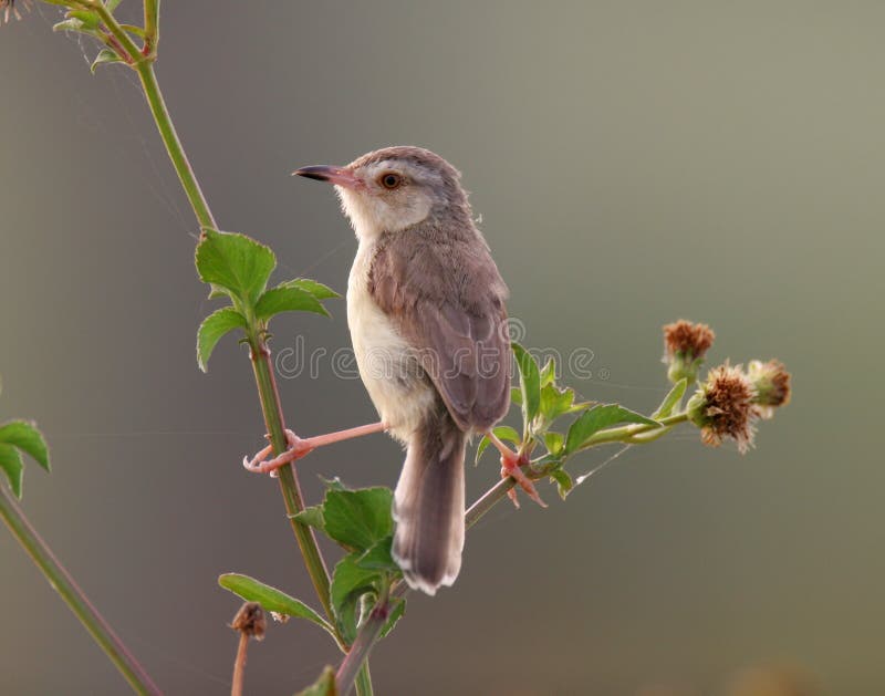 Wild bird on branch