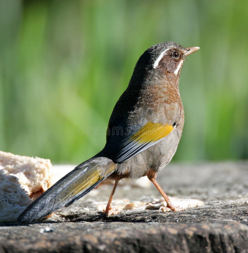 Wild bird on ground