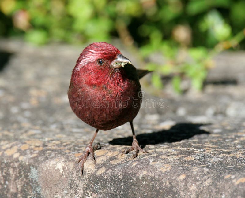 Wild bird on ground