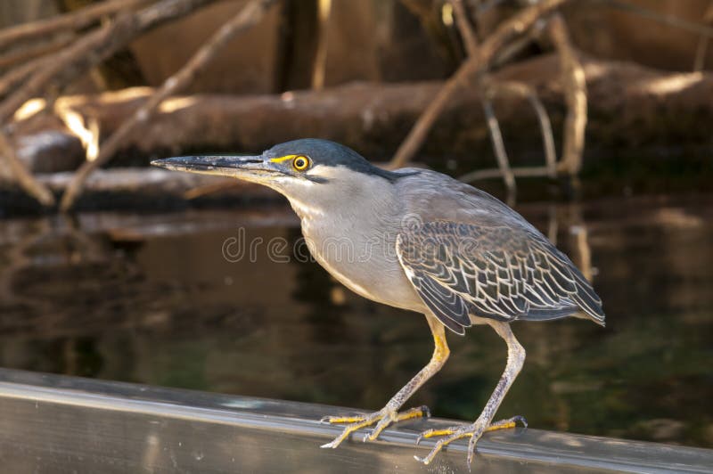 Wild bird stock image. Image of migration, anas, decoy 56189349