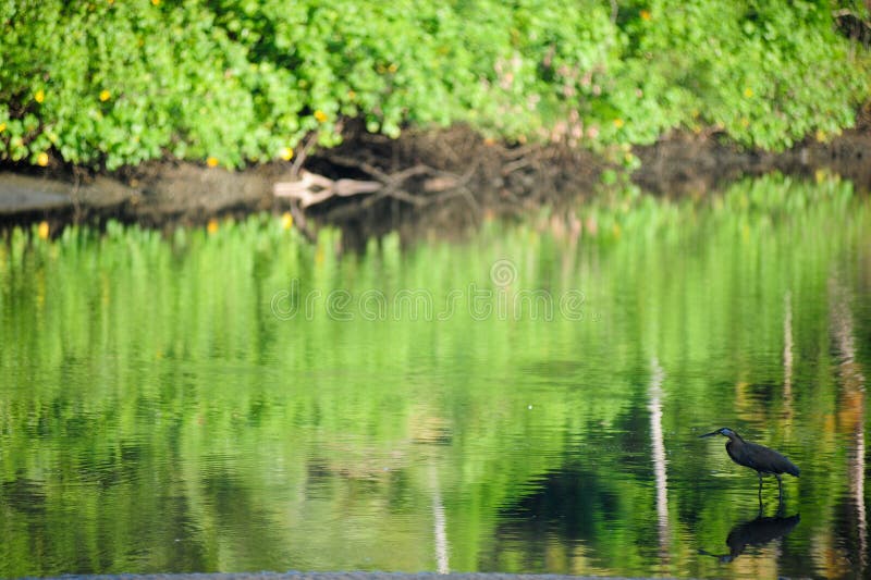 Wild Bird Quail Eggs In A Field Stock Image Image of birds, wild