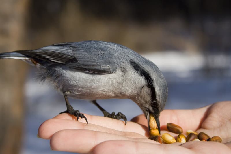 Wild bird sitting on the hand