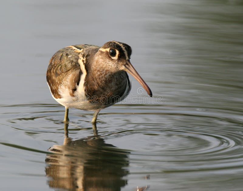 Wild bird in water