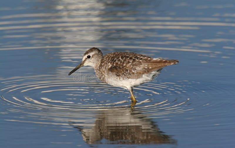 Wild bird in water