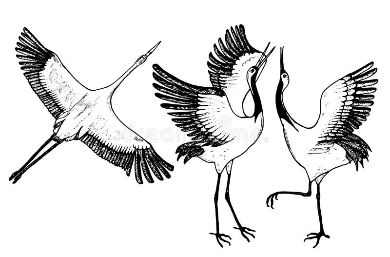 Wild birds in flight. Animals in nature or in the sky. Cranes or Grus and stork or shadoof and Ciconia with wings