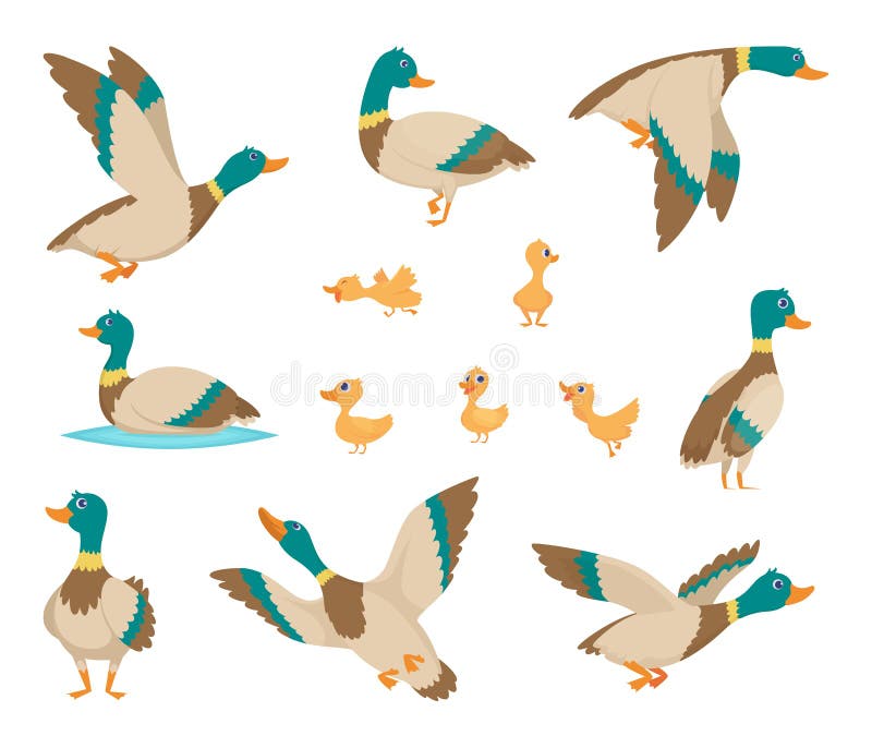 Wild birds. Funny ducks flying and swimming in water brown wings vector birds cartoon style. Duck bird wild, adorable wildlife natural illustration