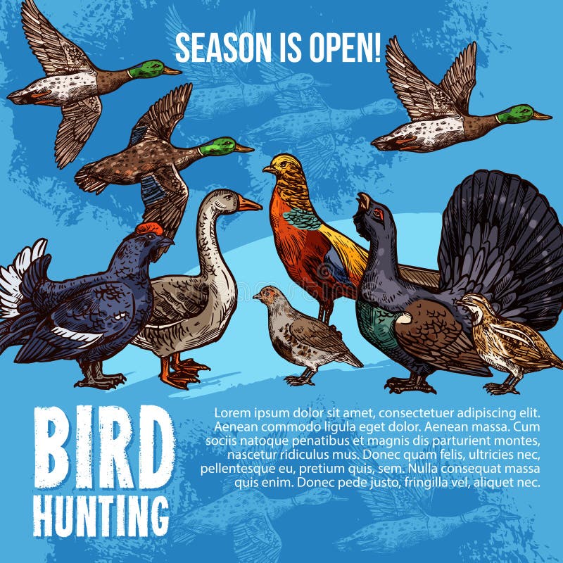 Wild birds, hunting sport. Vector sketch