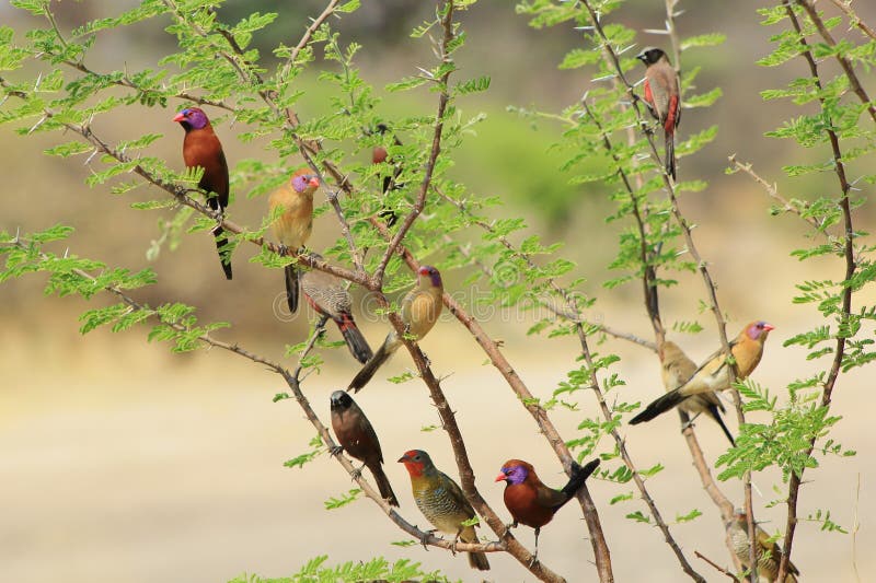 Wild Birds - Nature s box of Magic