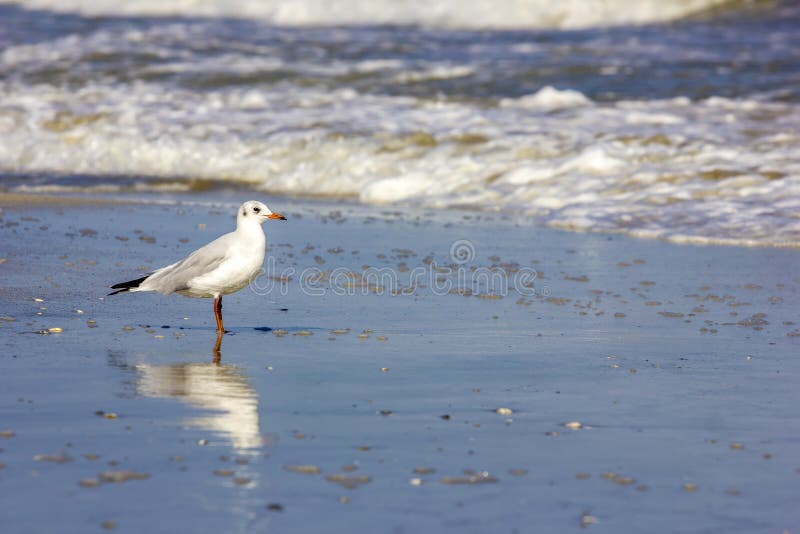 Wild birds on romanian beach