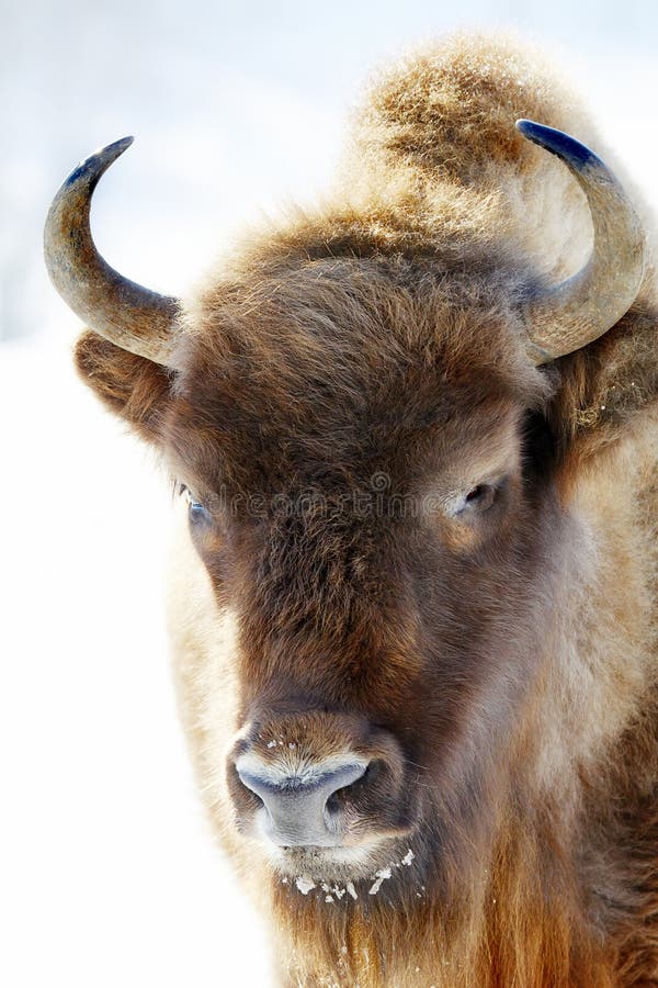 Wild bison royalty free stock photo