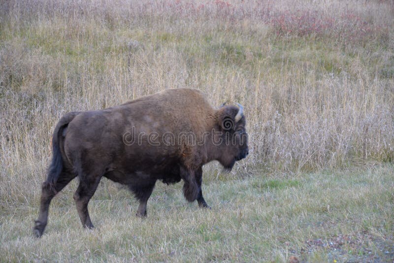 Wild Bison along the Alaska Highway near Watson Lake in Yukon Territory, Canada
