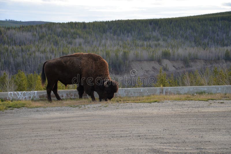 Wild Bison along the Alaska Highway near Watson Lake in Yukon Territory, Canada