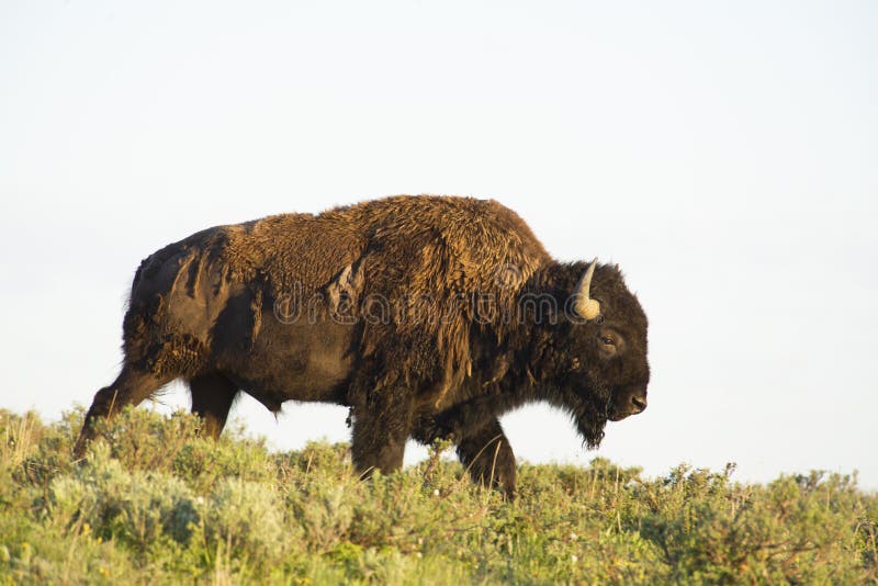 Wild Bison crossing a hill. royalty free stock images