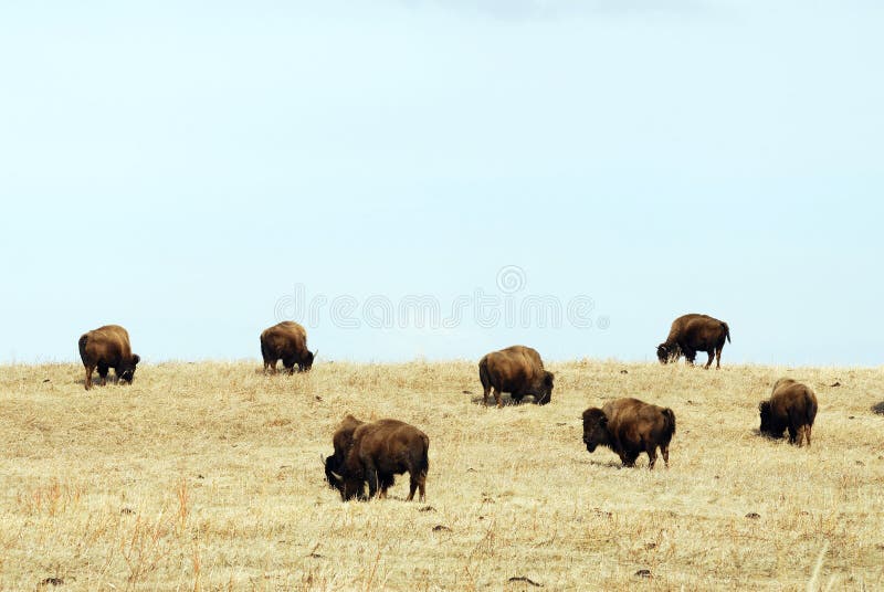 Wild bison herd