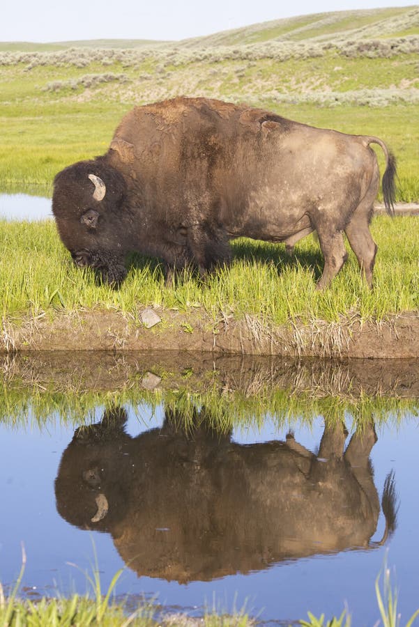 Wild Bison reflections in a clear blue lake. stock photography