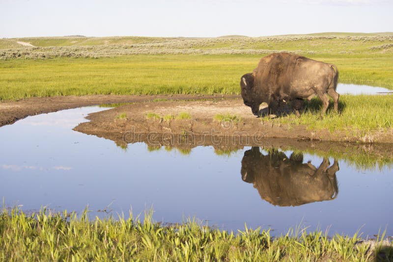 Wild Bison reflections in a clear blue lake. stock photo