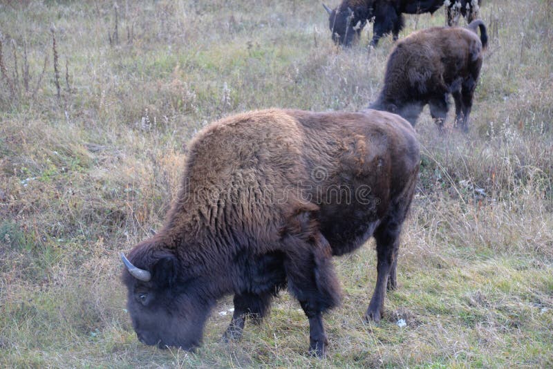 Wild Bisons along the Alaska Highway near Watson Lake in Yukon Territory, Canada