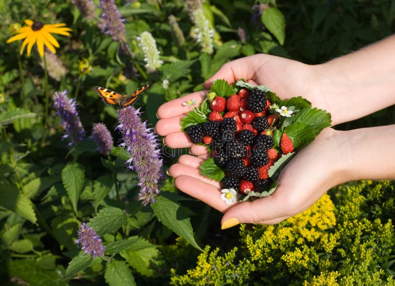 Wild strawberries and blackberries butterfly against flowers. Wild strawberries and blackberries butterfly against flowers