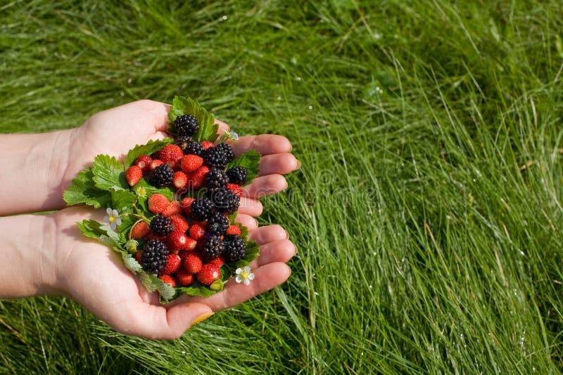 Wild strawberries and blackberries in hands on a grass. Wild strawberries and blackberries in hands on a grass