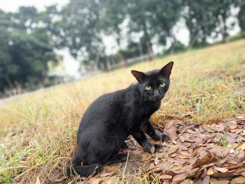 Wild Black Cat is in a Garden with Lots of Grass and Trees Stock Photo ...