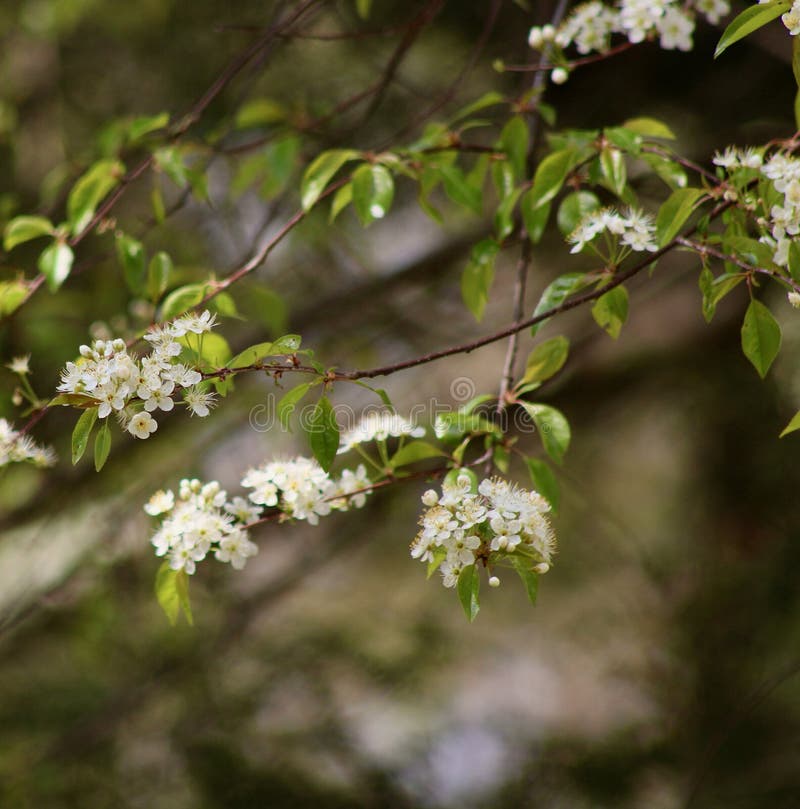 Wild Black Cherry Tree Buds Cover this Small Tree in April 2023 Stock