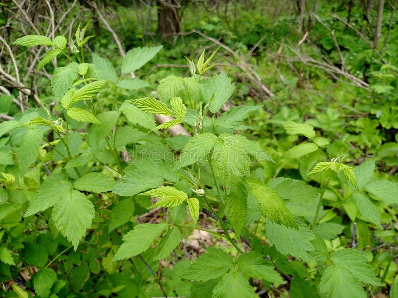 Wild Black Red Raspberries in Michigan. Wild BlackRed Raspberry in Walled Lake, Michigan. Captured May 20, 2017 royalty free stock image Wild Black Red Raspberries in Michigan. Wild BlackRed Raspberry in Walled Lake, Michigan. Captured May 20, 2017 royalty free stock image