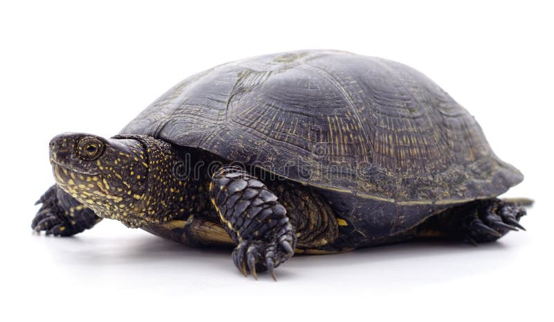 Wild black turtle stock photo. Image of patience, cute - 178014420