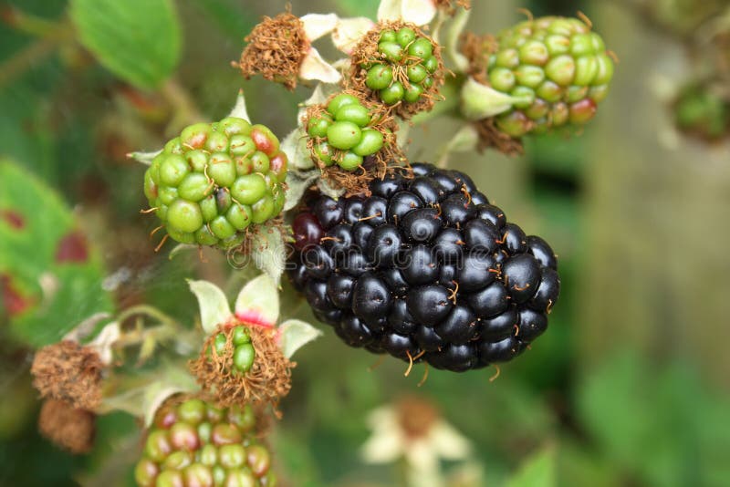 Wild Blackberries Close Up stock photo. Image of close 76956672