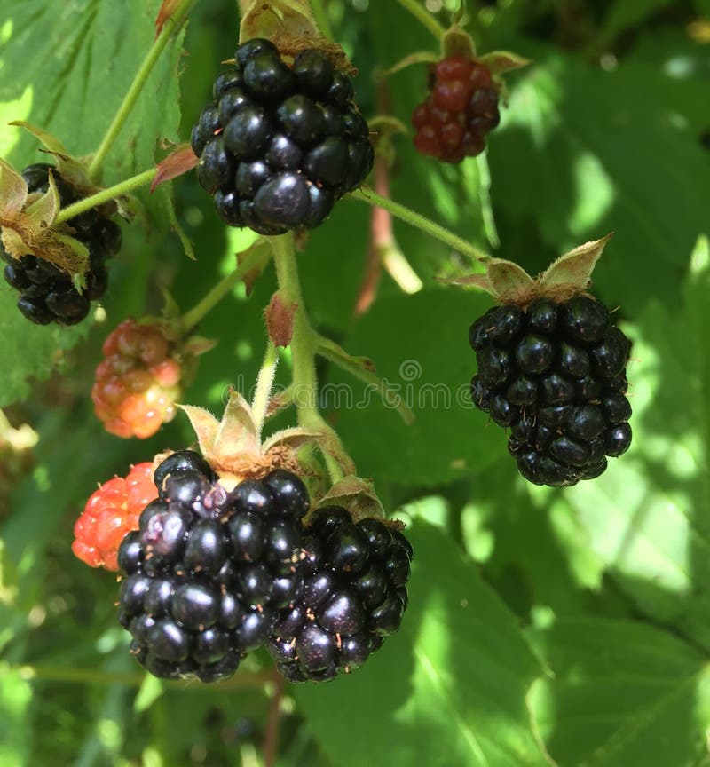 Wild blackberries stock image. Image of fruits, bush 125607787