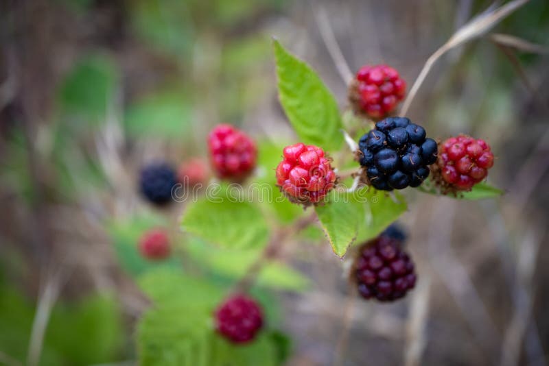 Wild Blackberries Growing on the Vine Stock Photo Image of growing