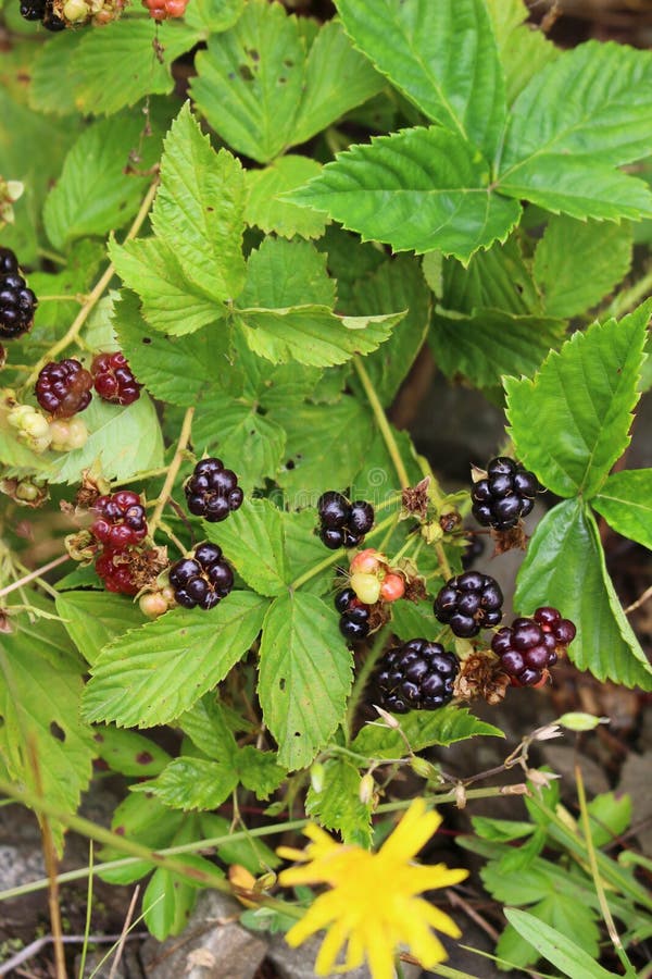 Blackberry Bush stock photo. Image of blackberry, berry 95659634