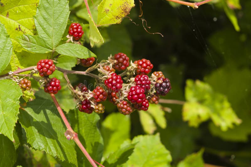 Wild Blackberry Riping On Bush Macro, Selective Focus, Shallow DOF