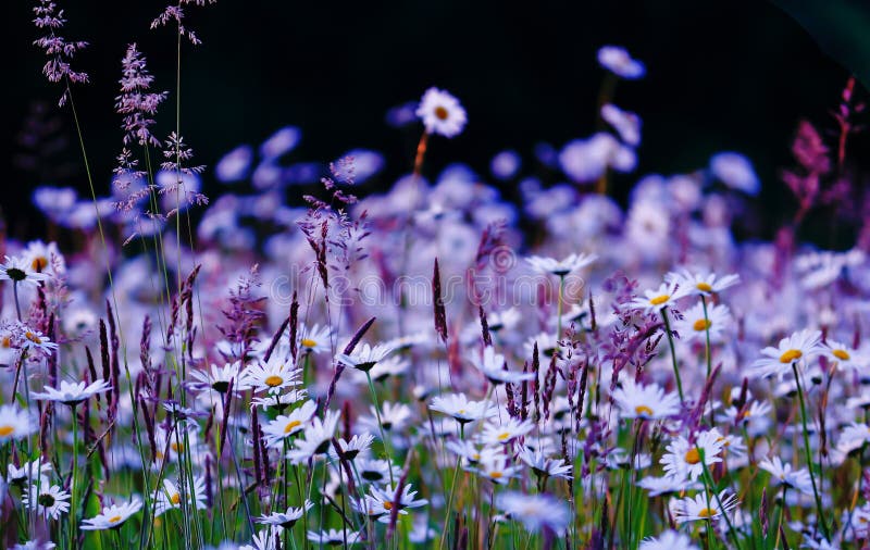 Wild flowers field in purple white and green on Black Background. Wild flowers field in purple white and green on Black Background