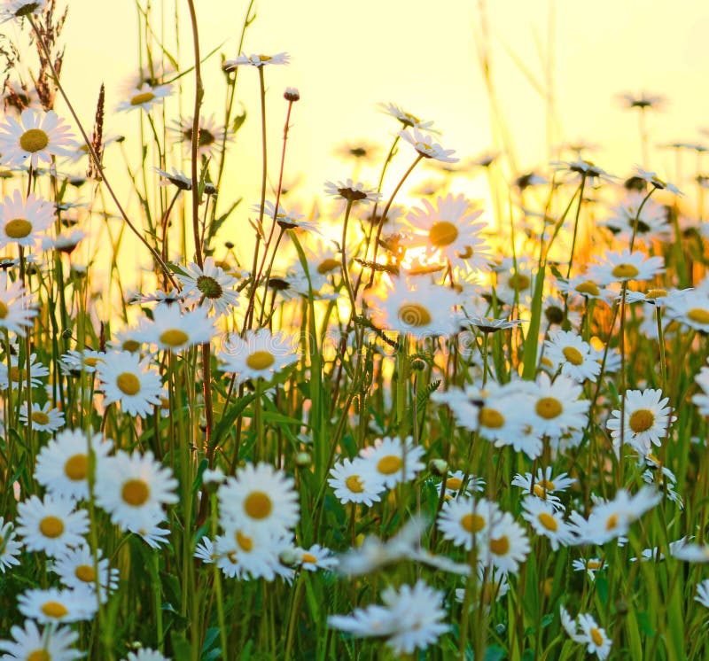 Wild flowers field in white Yellow and green backlit by the sun. Wild flowers field in white Yellow and green backlit by the sun