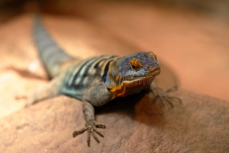 Blue rock iguana stock image. Image of petrosaurus, blue 120573635