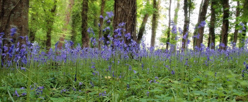 Wild bluebell woods