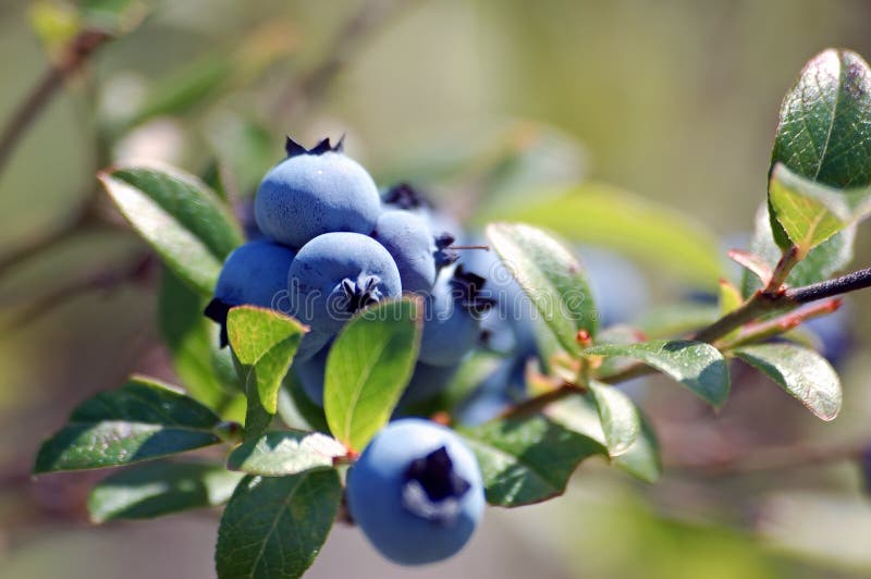 Wild Blueberries stock image Wild Blueberries stock image