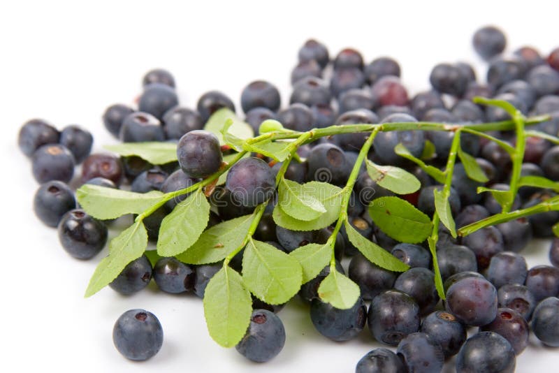 Wild blueberries