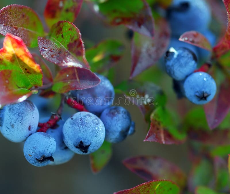 Wild blueberries stock photo. Image of wild, stem, high 12911212