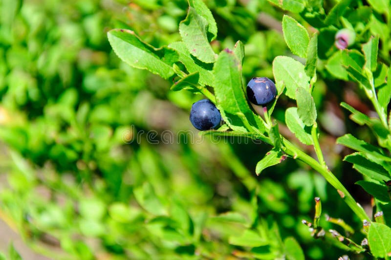 Wild blueberries stock photo. Image of blue, berries 38762276