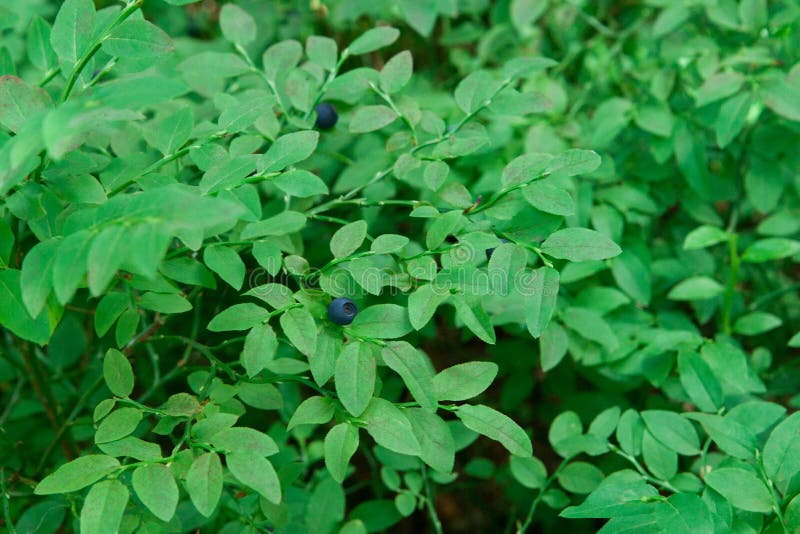 Wild Blueberries Grow on a Bush in the Forest Stock Photo Image of